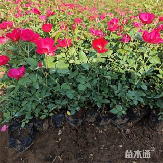 高度35厘米丰花月季小苗