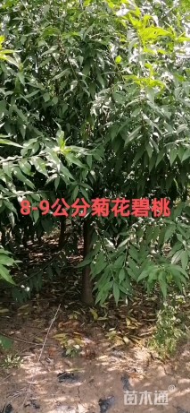 8公分菊花碧桃