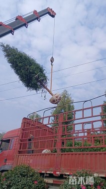 10公分南方红豆杉