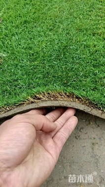 混播黑麦草