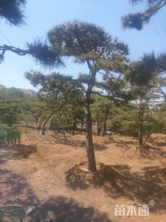 移栽苗造型油松