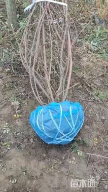 高度150厘米黄刺玫