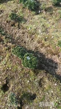 高度25厘米矮婆鹃