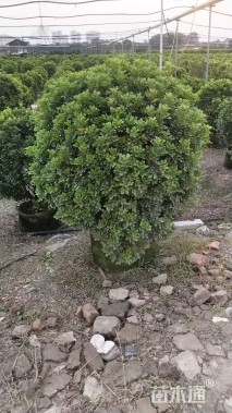 高度80厘米米兰