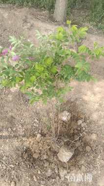 高度60厘米四季玫瑰