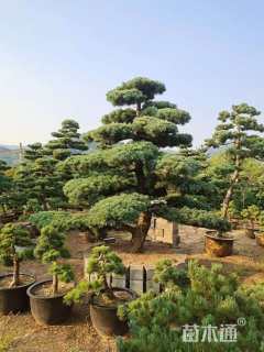 10公分造型五针松