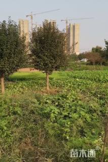 高度220厘米木槿