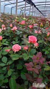 高度30厘米大花月季