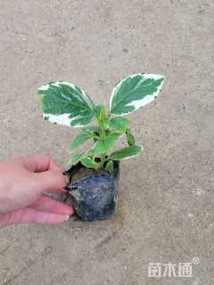 高度5厘米八仙花