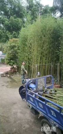 容器苗刚竹