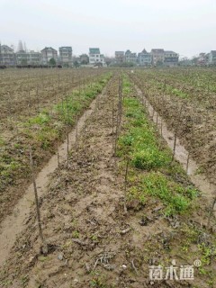 1公分薄壳山核桃