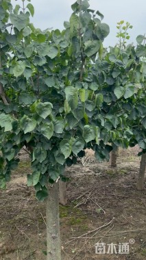 高度170厘米丁香