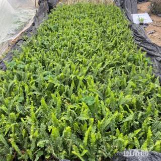 高度15厘米排骨草