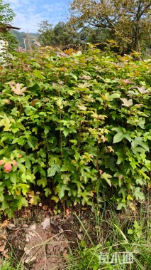 高度80厘米枫香小苗