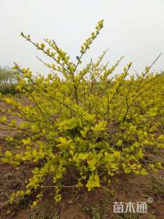 高度120厘米金叶风箱果