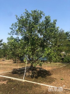 15公分柚子树