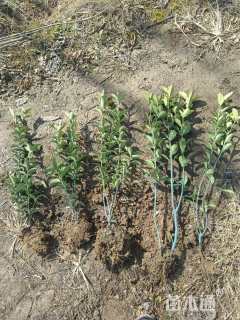 0.3公分大叶冬青