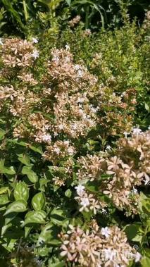 高度150厘米糯米条