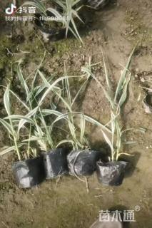 高度20厘米花叶芦竹