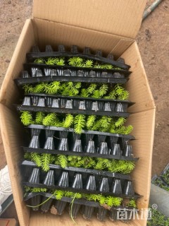 高度7厘米金叶佛甲草