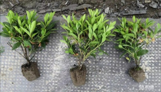 高度40厘米毛鹃