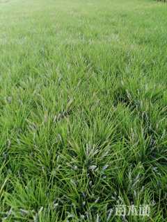 高度16厘米麦冬