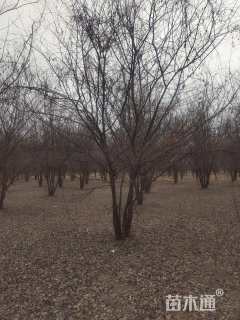 120公分丛生榔榆