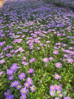 高度10厘米姬小菊
