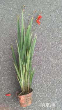 高度40厘米火星花