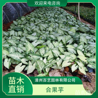 高度25厘米合果芋