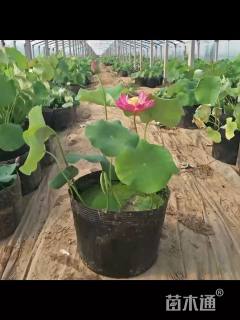 高度90厘米荷花