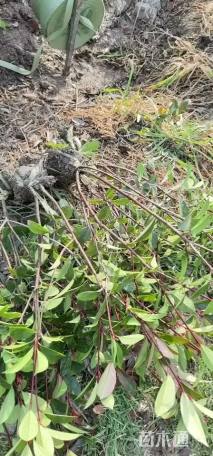 高度50厘米红叶石楠小苗