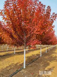 10公分美国红枫