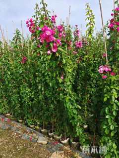 180厘米藤本月季