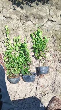 高度35厘米卫矛