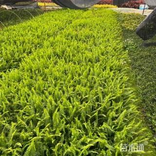 高度30厘米排骨草