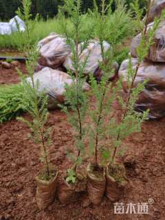 高度20厘米西藏柏木