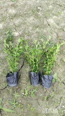 高度15厘米满天星