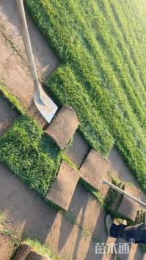 草卷状四季青草坪