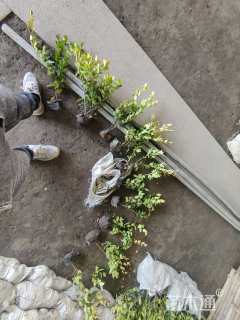 高度40厘米金森女贞