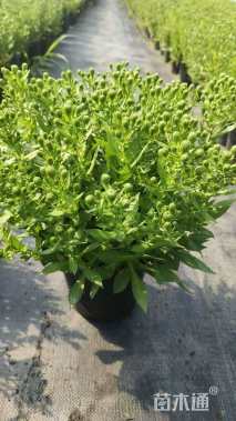 高度25厘米紫苑