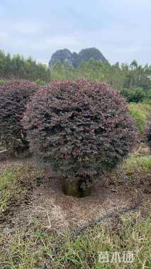 高度150厘米红花继木