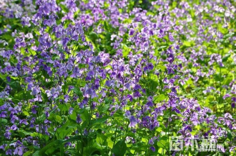 高度20厘米二月兰