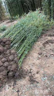 2公分竹子