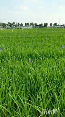 高度55厘米溪荪