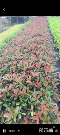 高度20厘米红叶石楠小苗