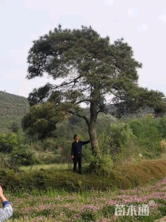 高度130厘米黑松