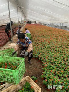 高度8厘米四季海棠