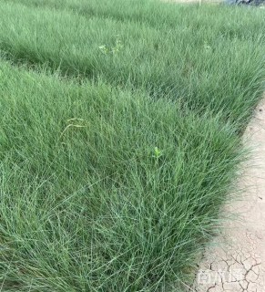 高度20厘米粉黛乱子草