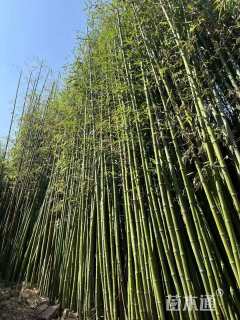 地栽苗刚竹